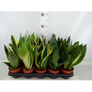 Sansevieria trifa.   ...