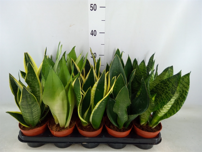 <h4>Sansevieria trifa.   ...</h4>