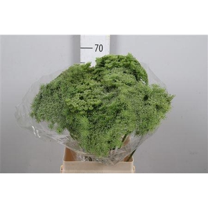 Ammi Vis Green Mist