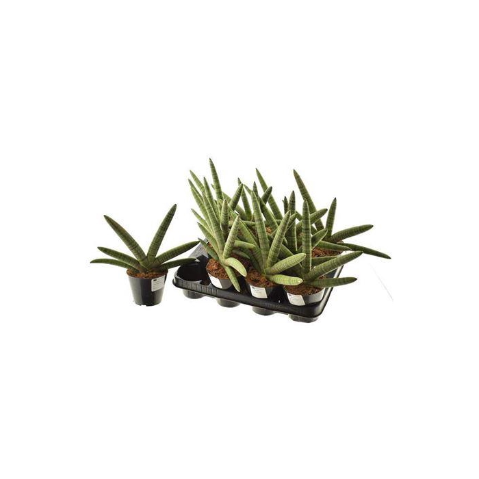 <h4>Sansev Cylindrica Ov</h4>