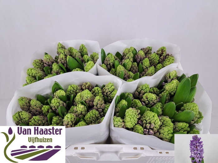 <h4>HYAC PURPLE STAR</h4>