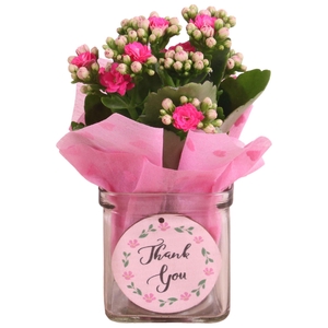 Mothersday Arr. Indoor Glass Accuglas Square Ø08cm 1PP