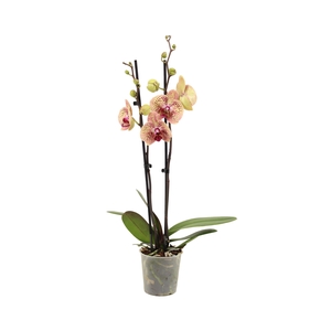 Phal Bambi 2T16+