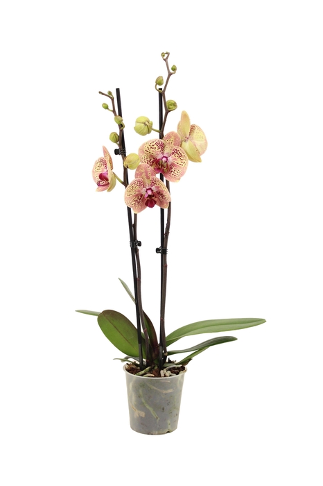 <h4>Phal Bambi 2T16+</h4>