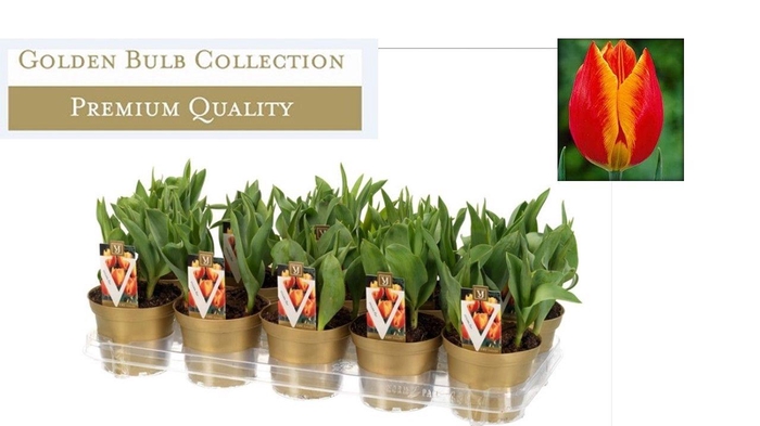 <h4>Tulipa 'Flair'</h4>