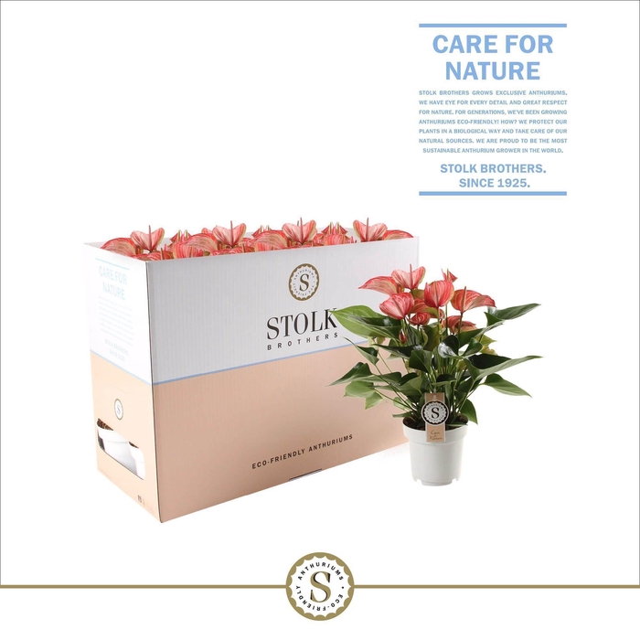 <h4>Livium Red 12cm in Ecobox</h4>