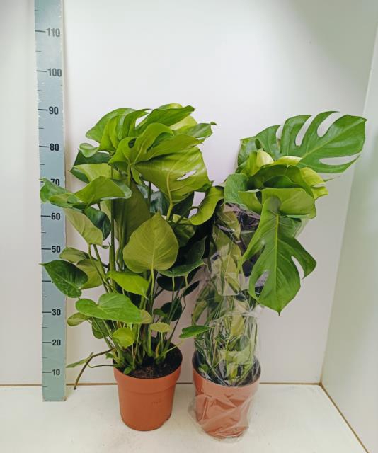 <h4>MONSTERA DELICIOSA</h4>