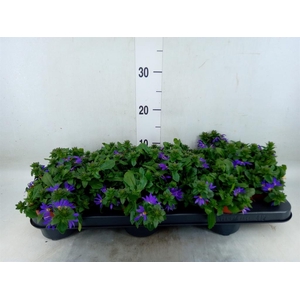 Scaevola aemula 'Blue Fan'