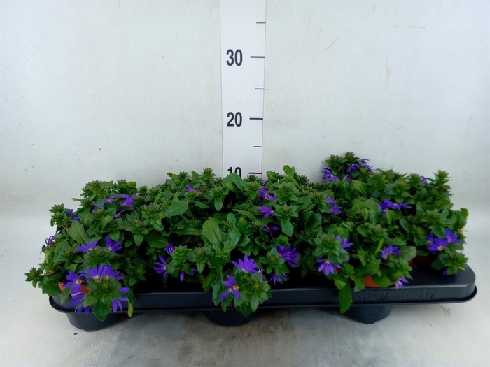 <h4>Scaevola aemula 'Blue Fan'</h4>