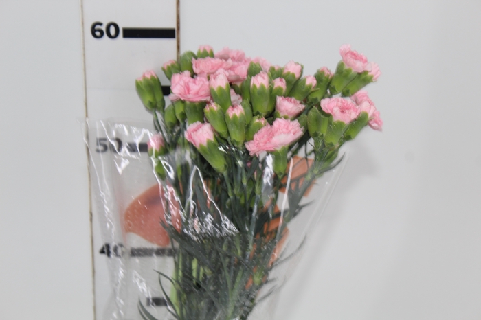 <h4>CRAVO SPRAY NIRVANA 060 CM</h4>