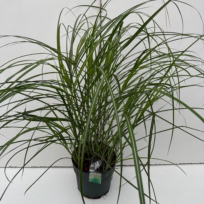 <h4>Graminées Miscanthus 'Kleine Silberspinne'</h4>