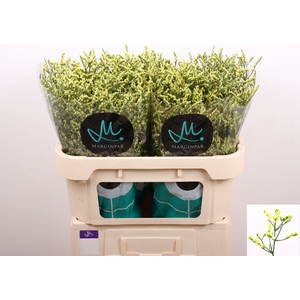 Limonium China Summer Marginpar