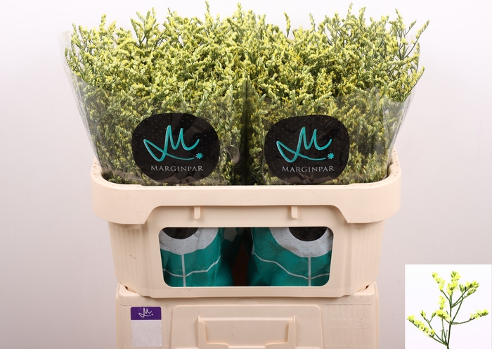 <h4>Limonium China Summer Marginpar</h4>