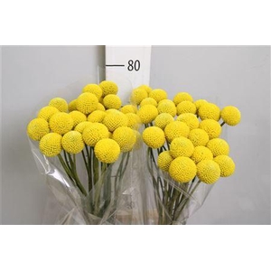 Cras Paintball Pop Xl