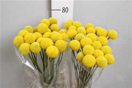 Cras Paintball Pop Xl