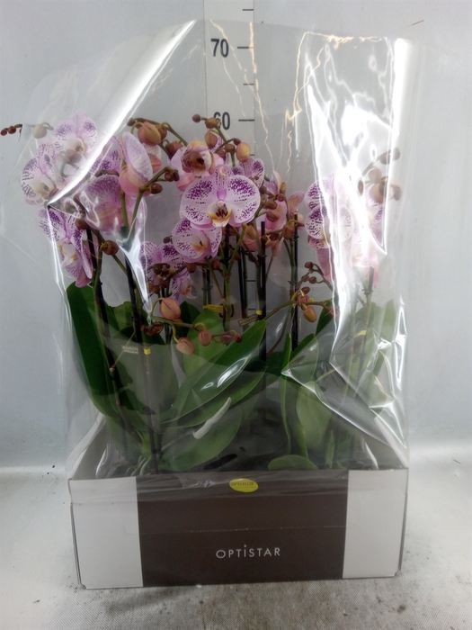 <h4>Phalaenopsis   ...</h4>