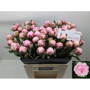 Paeo L Sara Bernhard