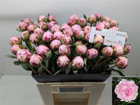 <h4>Paeo L Sara Bernhard</h4>