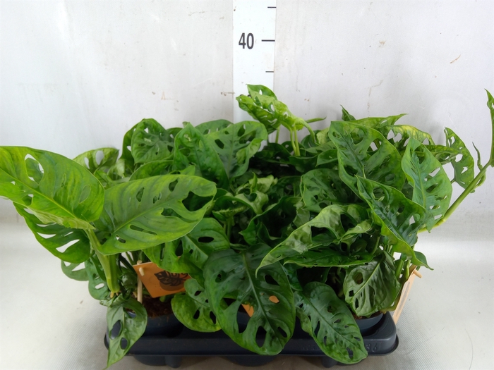 <h4>Monstera obliqua 'Monkey Mask'</h4>
