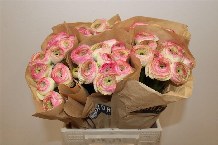 <h4>Ran Cloni Ex Felicidade</h4>