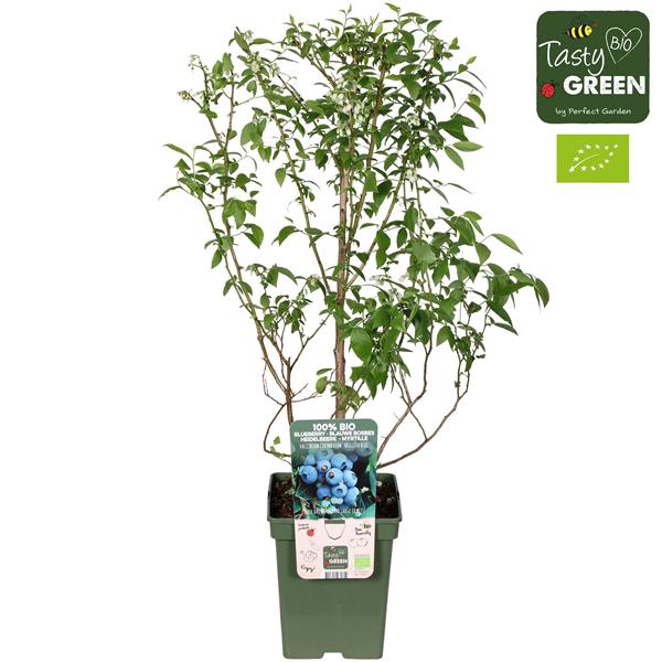 <h4>Vaccinium corymbosum 'Brigitta Blue' Bio P23</h4>