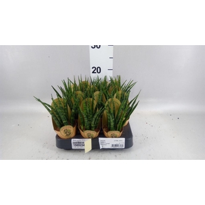 Sansevieria trifa. 'Hahnii'