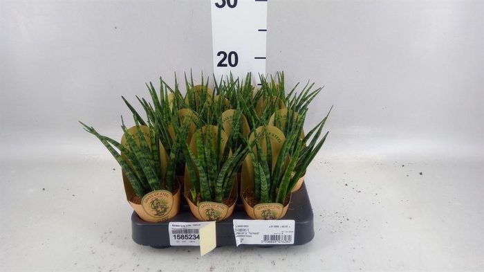 <h4>Sansevieria trifa. 'Hahnii'</h4>