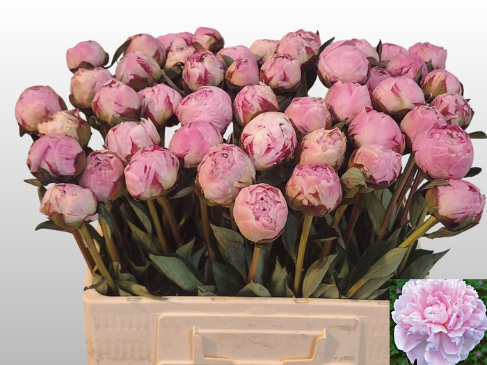 <h4>PAEO L SARA BERNHARD</h4>