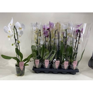 PHAL GEM