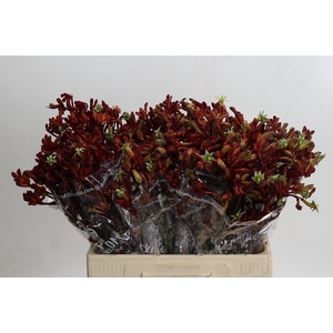 Anigozanthos Early Spring Indoor