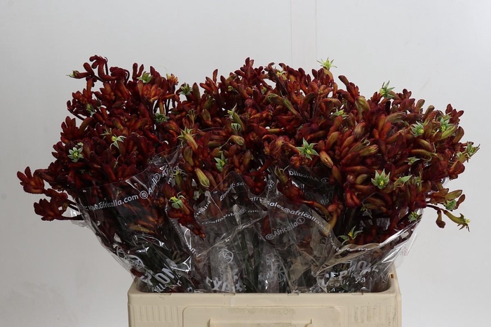 <h4>Kangaroo Paw Early Spring Indoor</h4>
