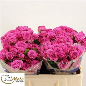R Tr Classic Sensation@