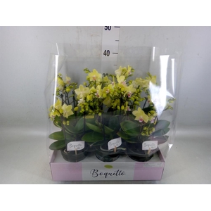 Phalaenopsis multi.   ...yellow