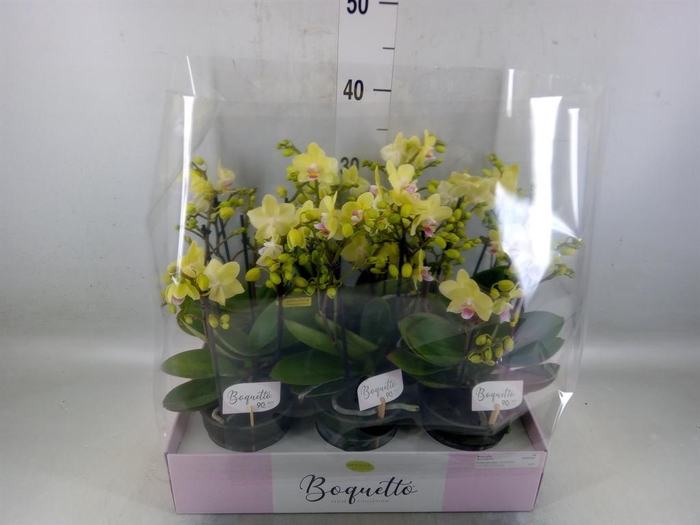 <h4>Phalaenopsis multi.   ...yellow</h4>
