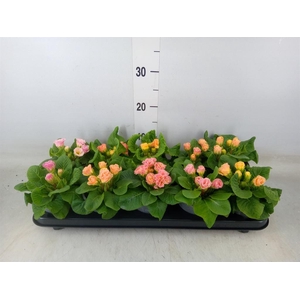 Primula ac. 'Bellerose'