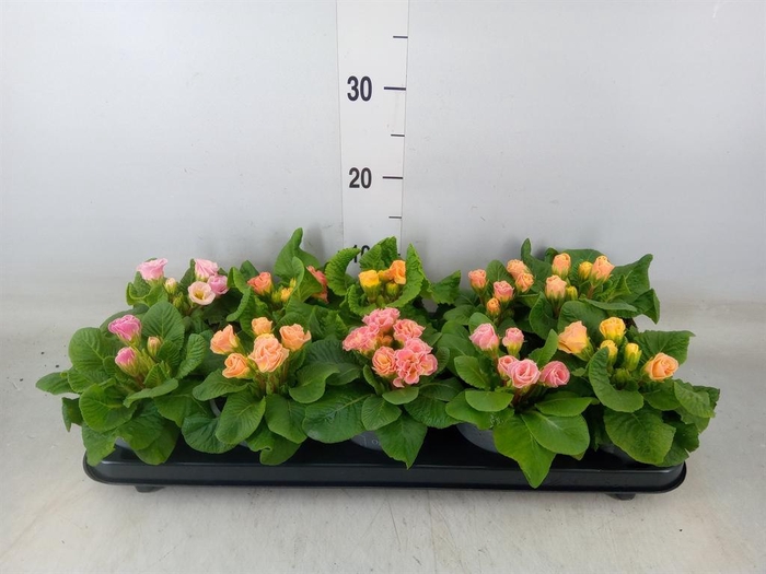 <h4>Primula ac. 'Bellerose'</h4>