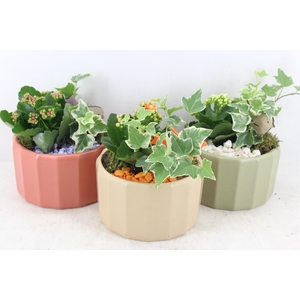 arr2 PL - Ker. pot tri color mix x3