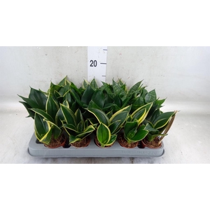 Sansevieria trifa. 'Hahnii'