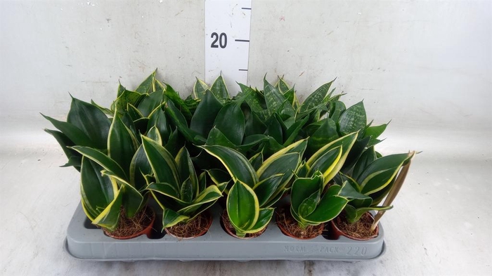 <h4>Sansevieria trifa. 'Hahnii'</h4>