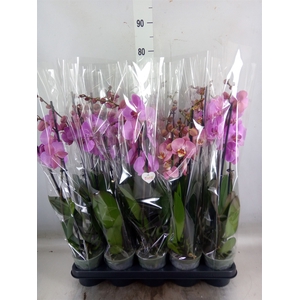 Phalaenopsis   ...rose