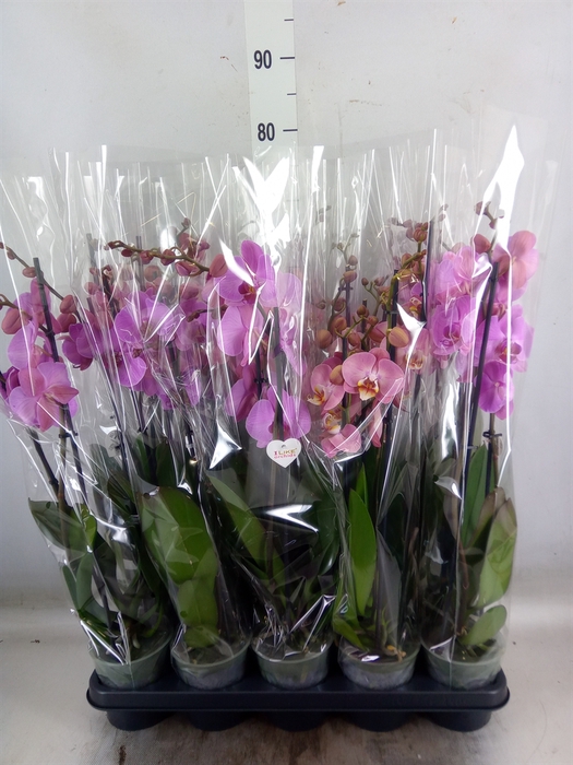 <h4>Phalaenopsis   ...rose</h4>