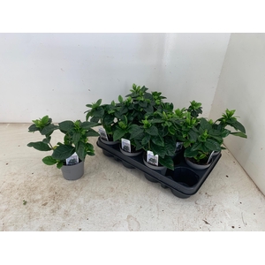 GARDENIA JASMINOIDES