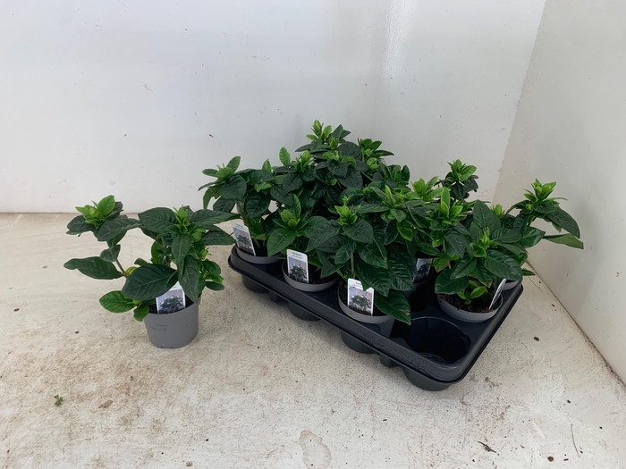 <h4>GARDENIA JASMINOIDES</h4>