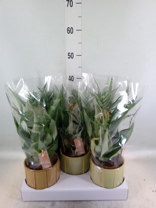 <h4>Ananas  'Mi Amigo'</h4>