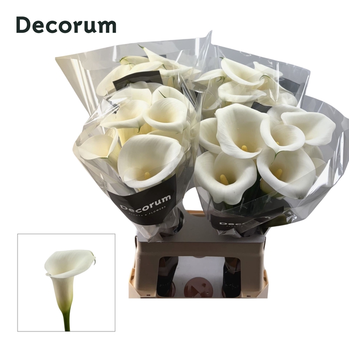 <h4>Calla Ivory Art</h4>