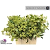 Euca Robusta Berry Fruits P Bunch