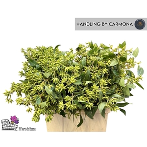 Euca Robusta Berry Fruits P Bunch