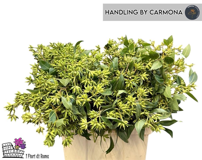 <h4>Euca Robusta Berry Fruits P Bunch</h4>