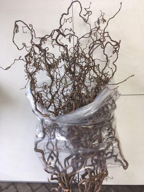 <h4>CORYL AV CONTORTA</h4>