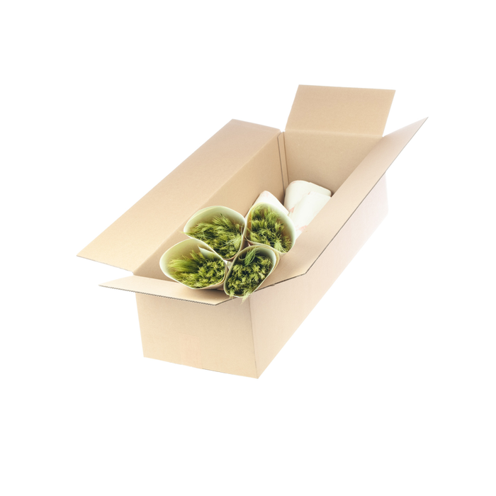 <h4>Gerst (hordeum) nat. green</h4>